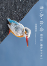 青い鳥・白い鳥 都市部に棲むカワセミ 青い鳥・白い鳥 都市部に棲むカワセミ
